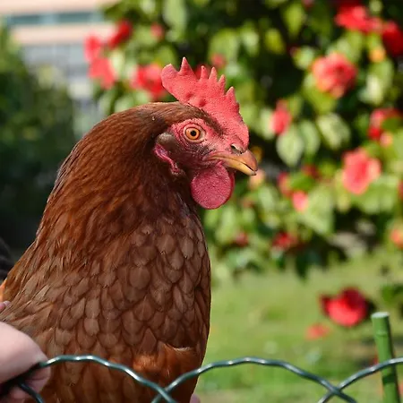 La Gallina Casa de Férias Artogne